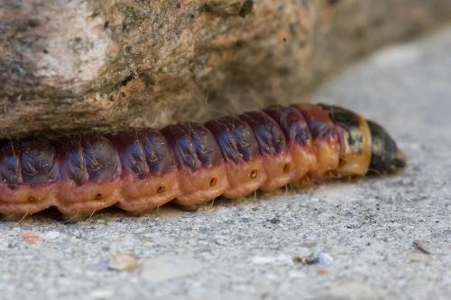 Cossus cossus